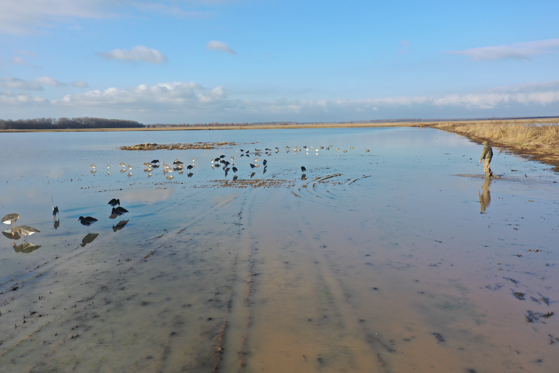 Seagulls on a calm tidal flat beside a sandy beach under a blue sky