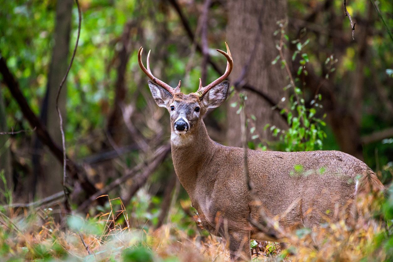 Buck deer standing in a wooded clearing, with large antlers and brown spotted coat.