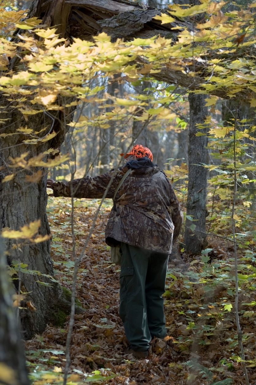 Person in a forest, leaning on a walking stick beneath yellow autumn leaves.