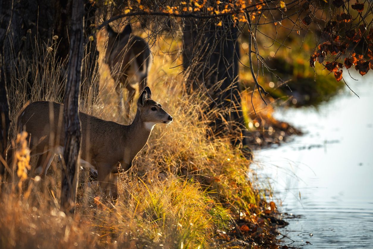 Deer standing in golden brush beside a calm lake at sunset