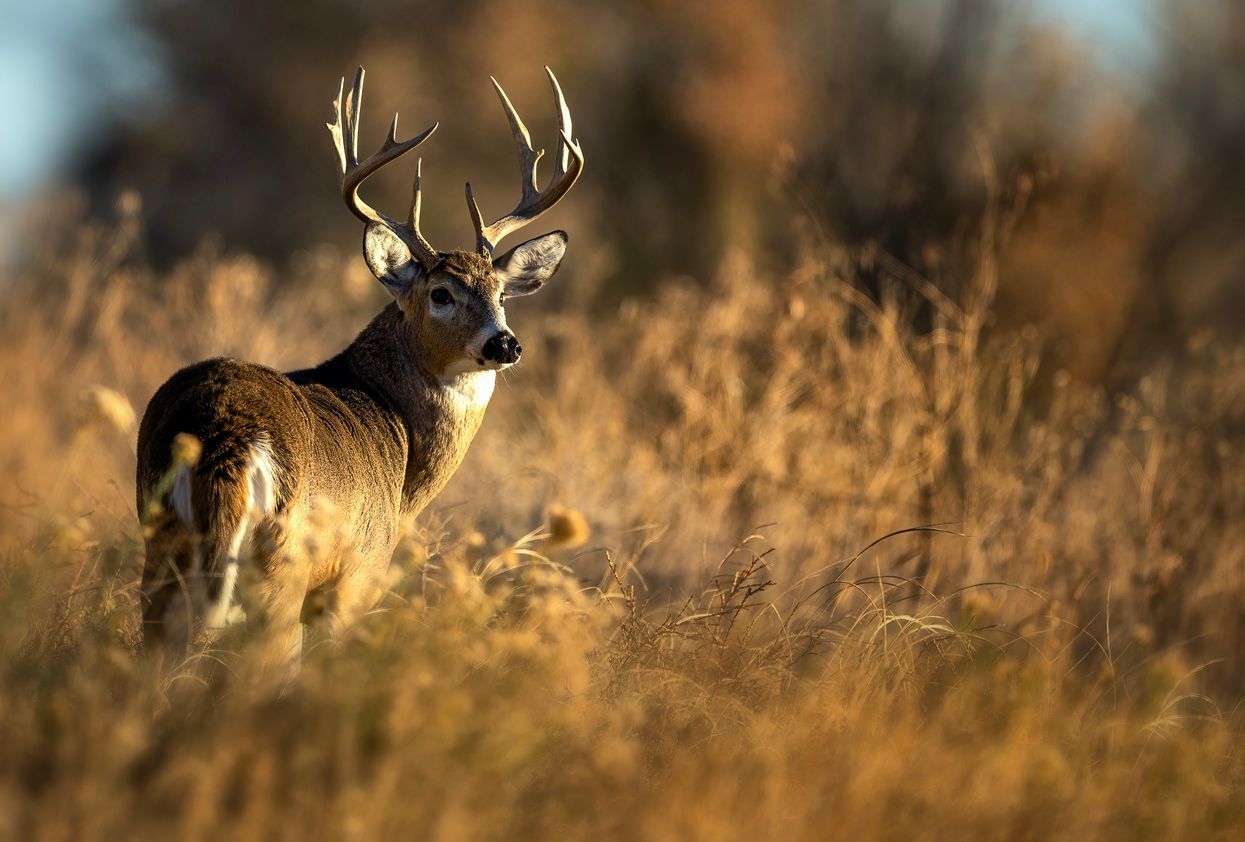Deer standing in tall golden grass with antlers, backlit in a sunlit field