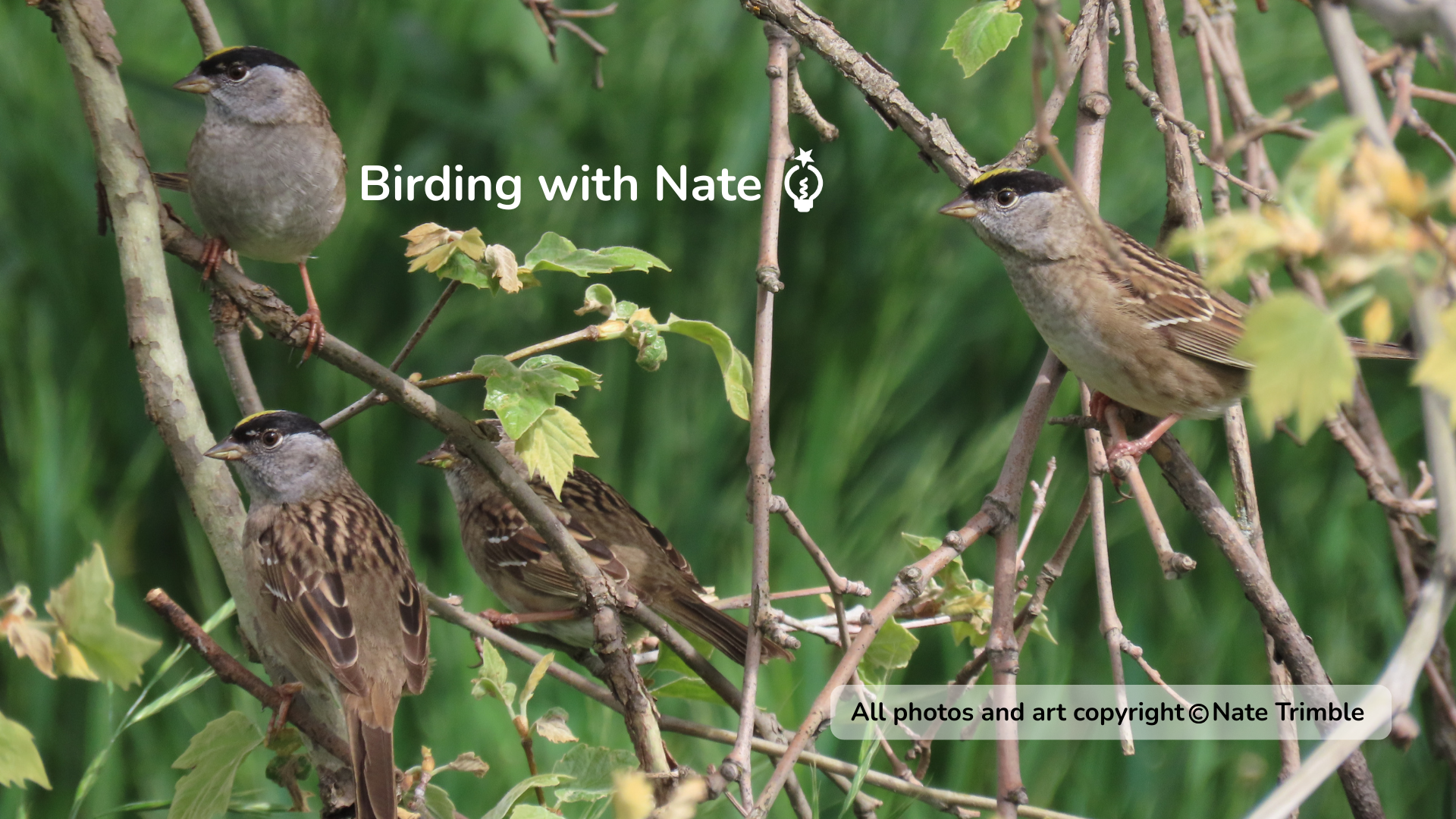 Four small golden-crowned sparrows perched in tree branches.