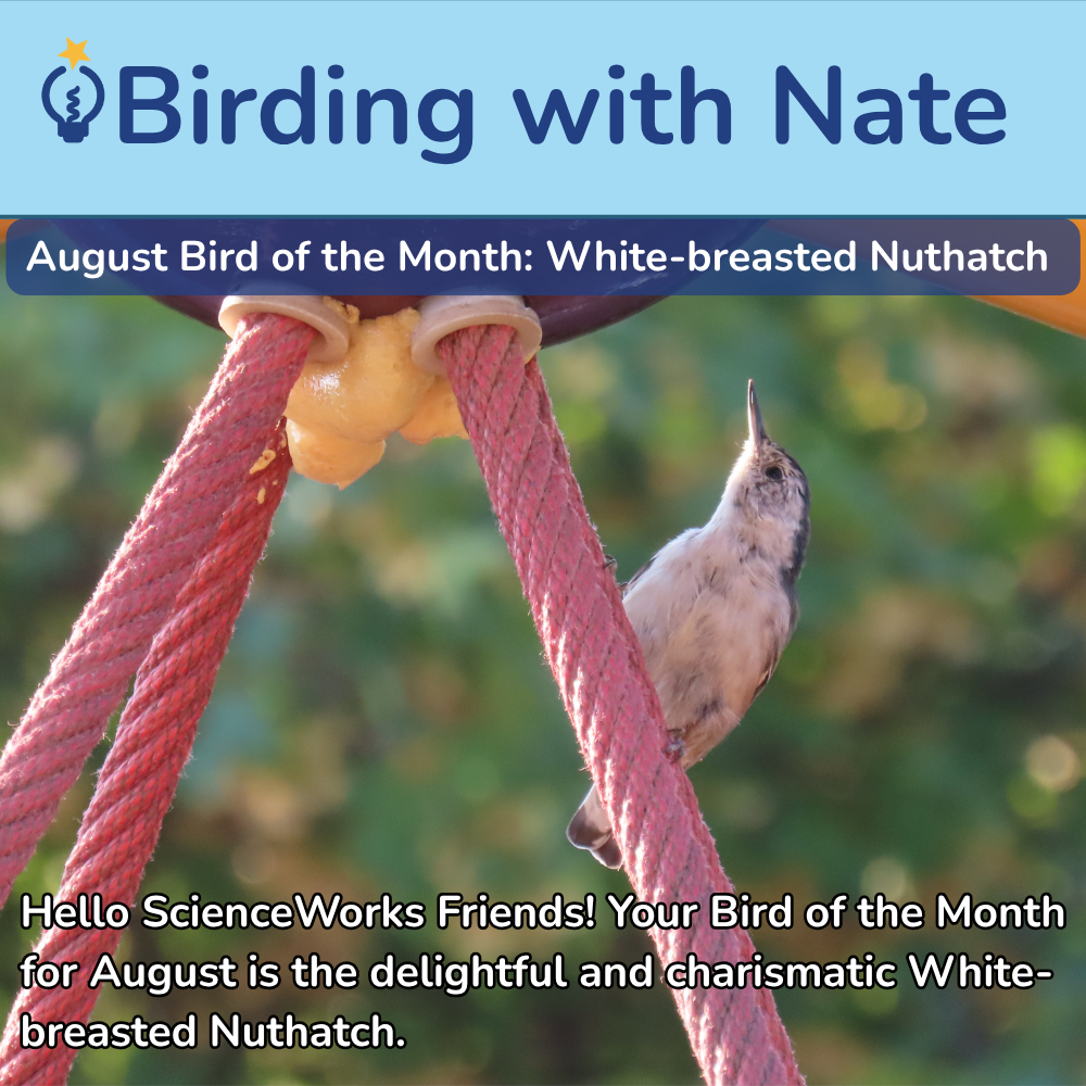 White-breasted nuthatch on red rope with “Birding with Nate” August Bird of the Month banner