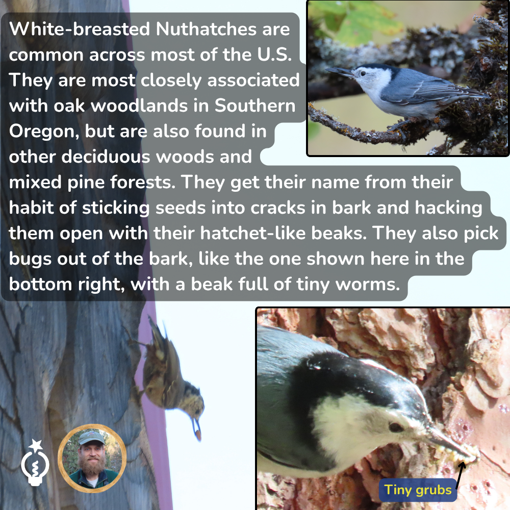 White-breasted nuthatch on tree trunk with insects; inset shows close-up bird and tiny grubs