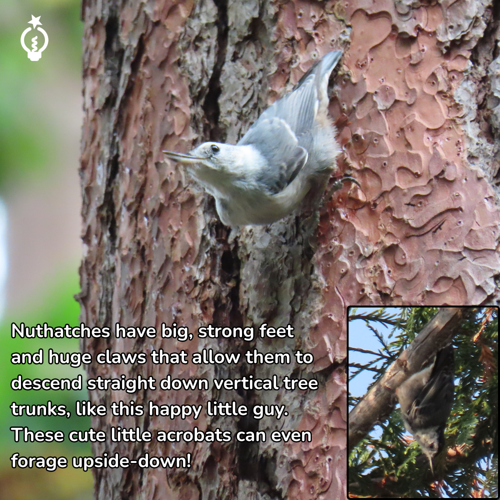 White-breasted nuthatch clings upside-down to a tree trunk, with a small inset of it foraging on bark.