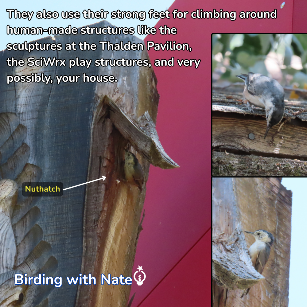 Nuthatch clinging to a sculpted wooden nook beside two smaller bird photos