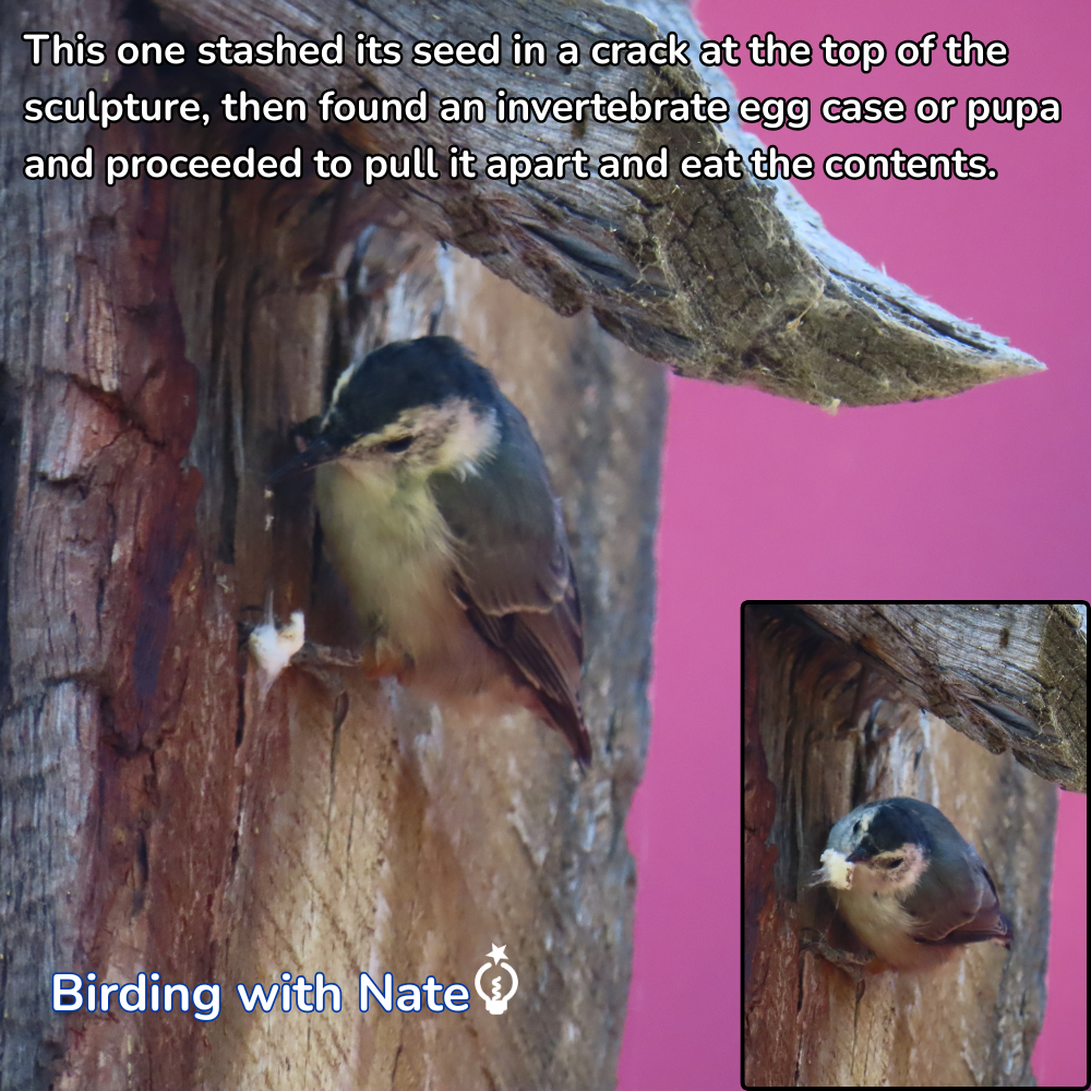 Small bird clinging to a tree sculpture, with a pink background and inset close-up.