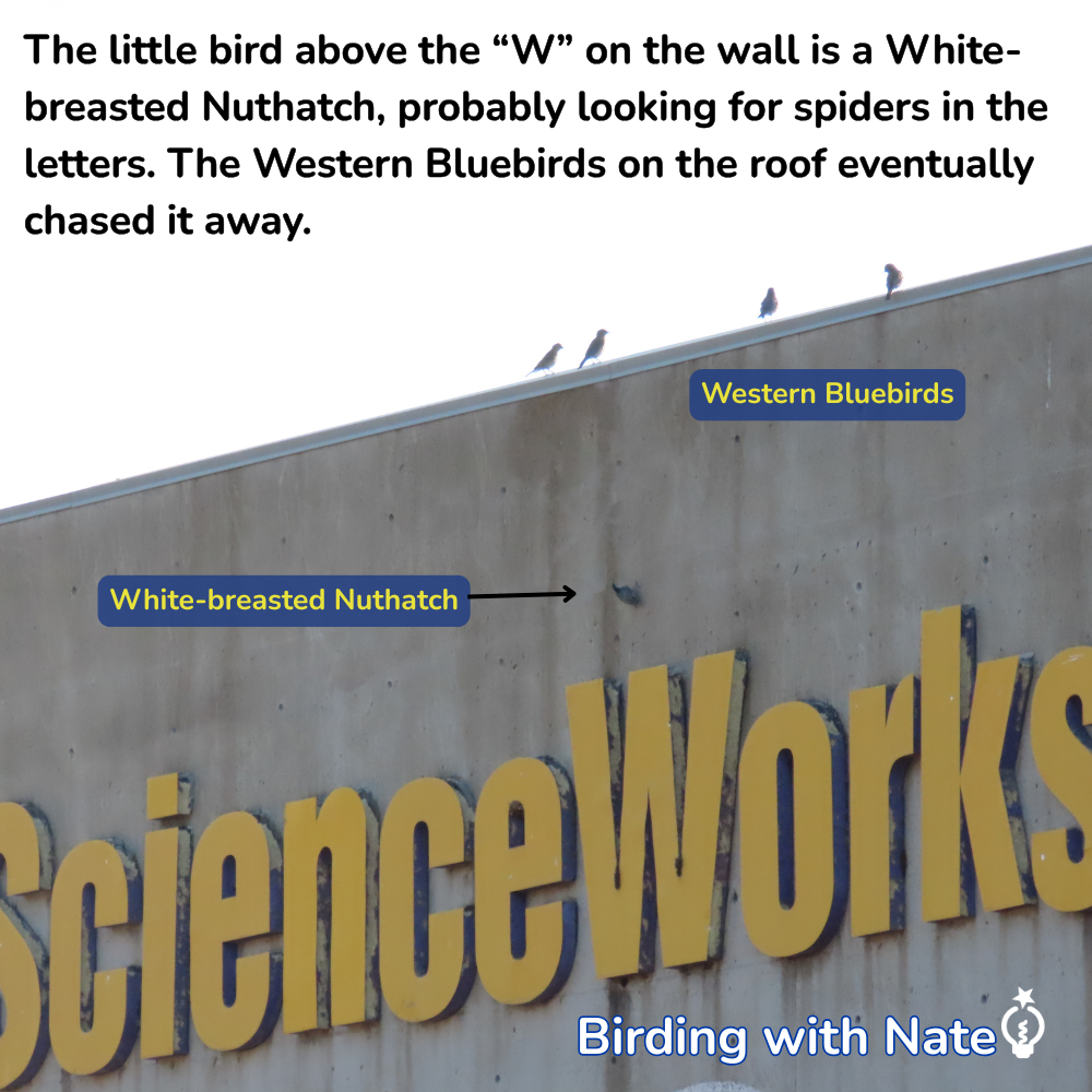 White-breasted Nuthatch on ScienceWorks wall with Western Bluebirds on roof above