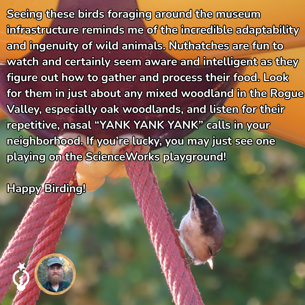 Nuthatch clinging to red rope playground net beside text about birding in the museum infrastructure area