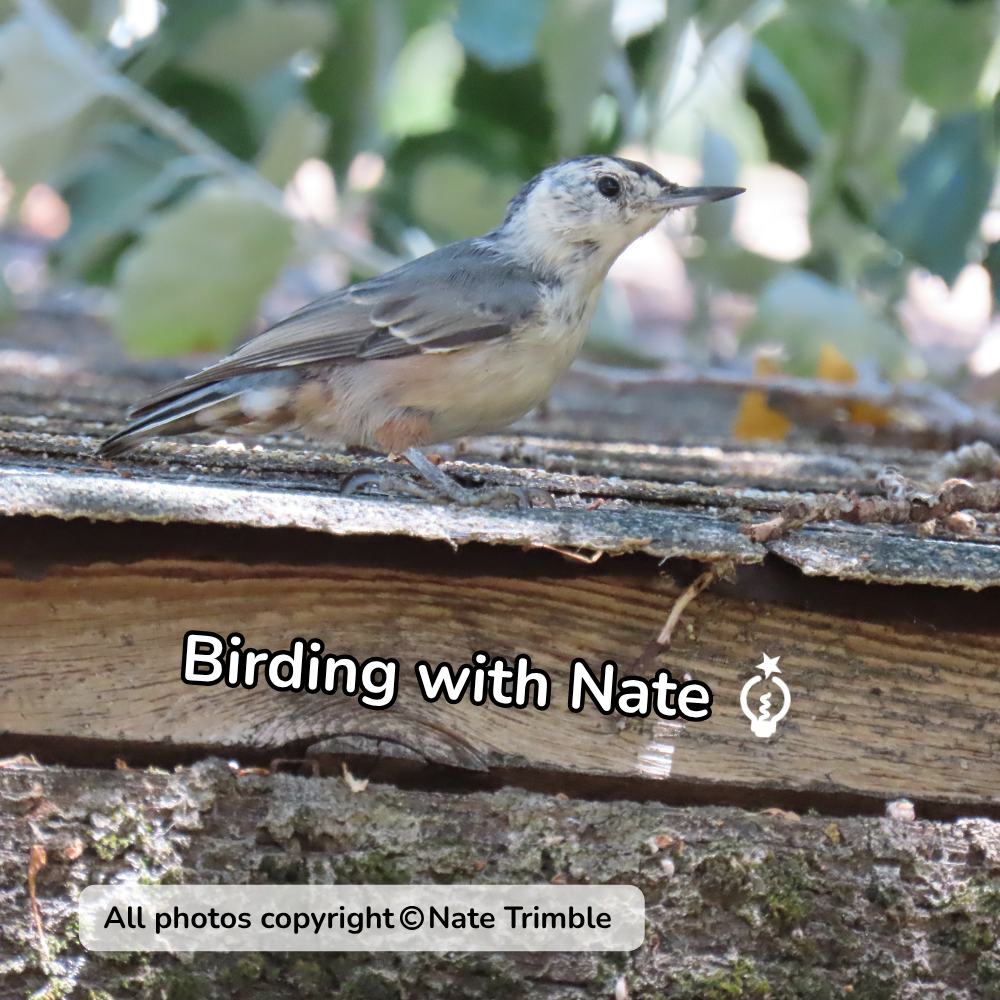 Small gray bird perched on a roof, with “Birding with Nate” text overlay