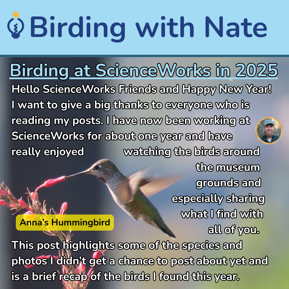 Post about birding at ScienceWorks in 2025. An Anna's hummingbird flies near red flowers. Text discusses bird sightings.