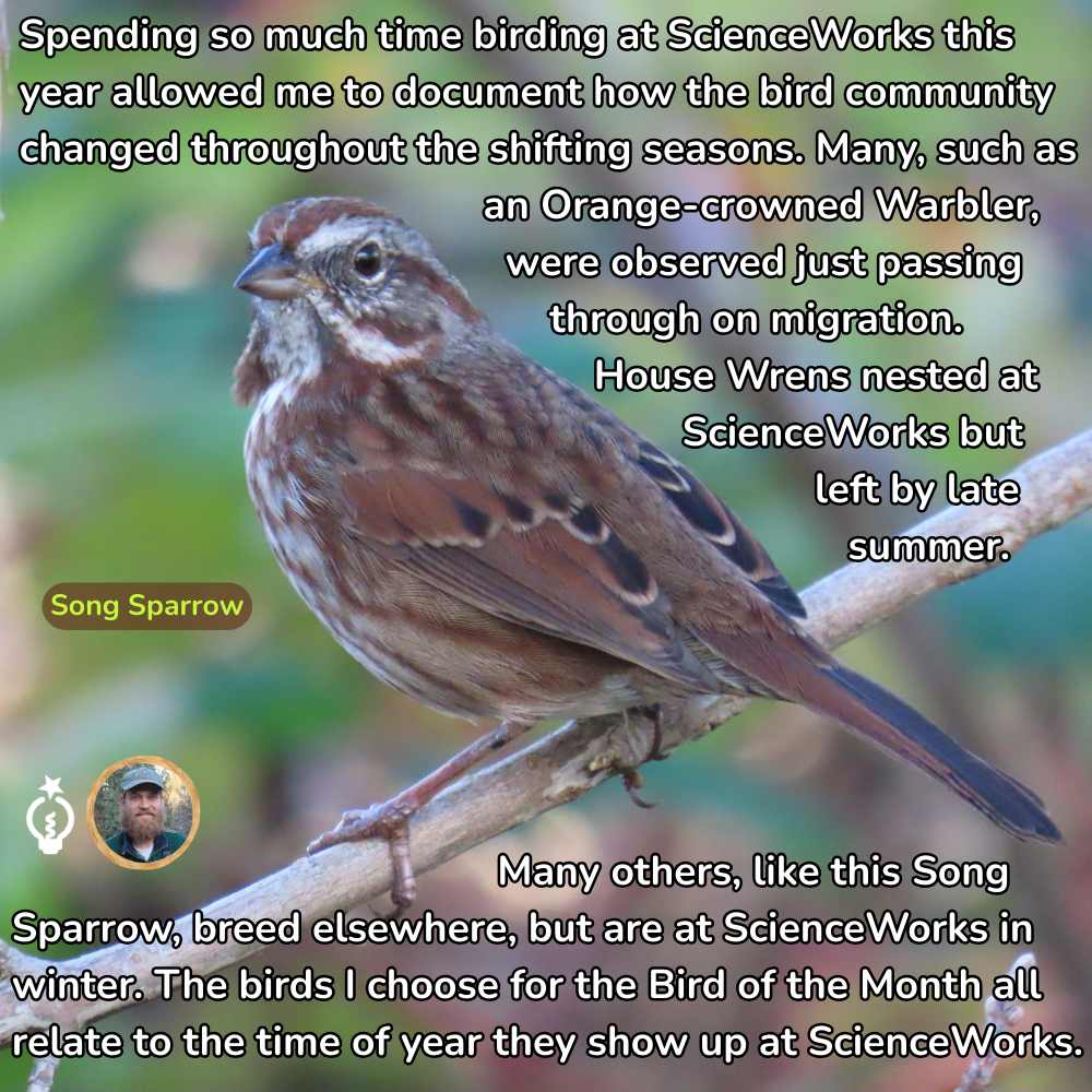 Song Sparrow perched on a branch; text discusses bird community changes at ScienceWorks throughout the seasons.