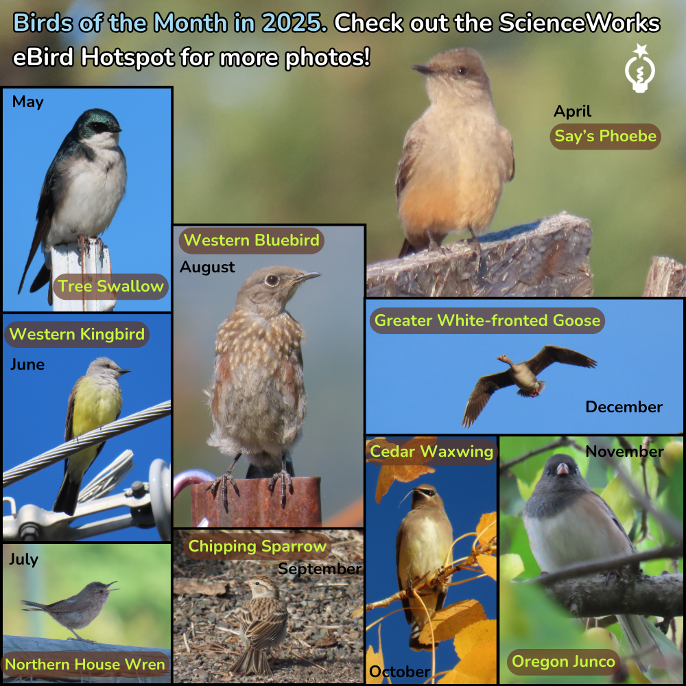 Monthly bird recap for 2025: Tree Swallow, Say's Phoebe, Western Kingbird, Western Bluebird, Chipping Sparrow, others.