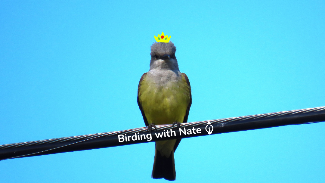 Photo of a western kingbird with a doodle of a crown on its head and the text,