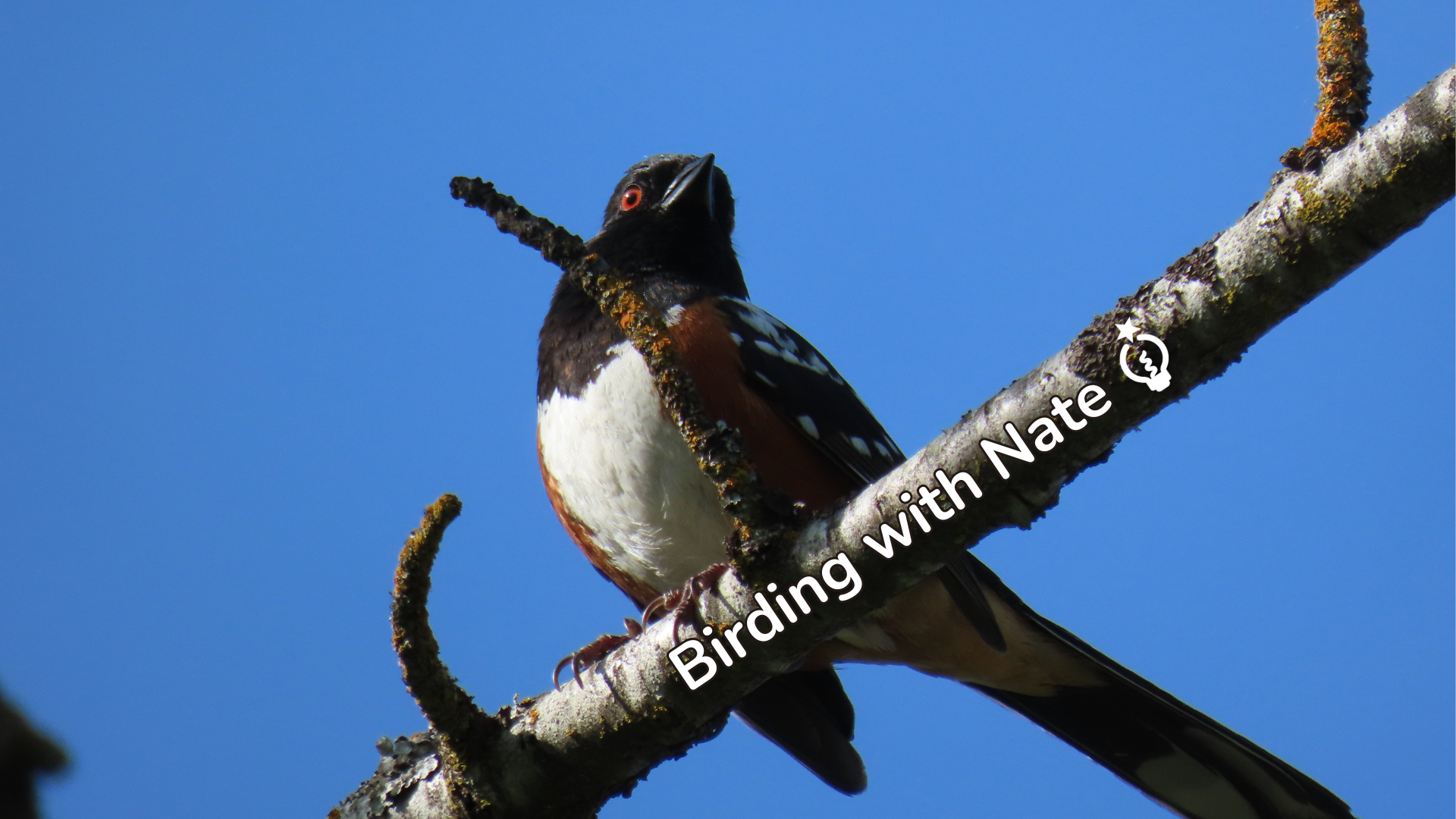 A photo of a Spotted Towhee on a branch at ScienceWorks