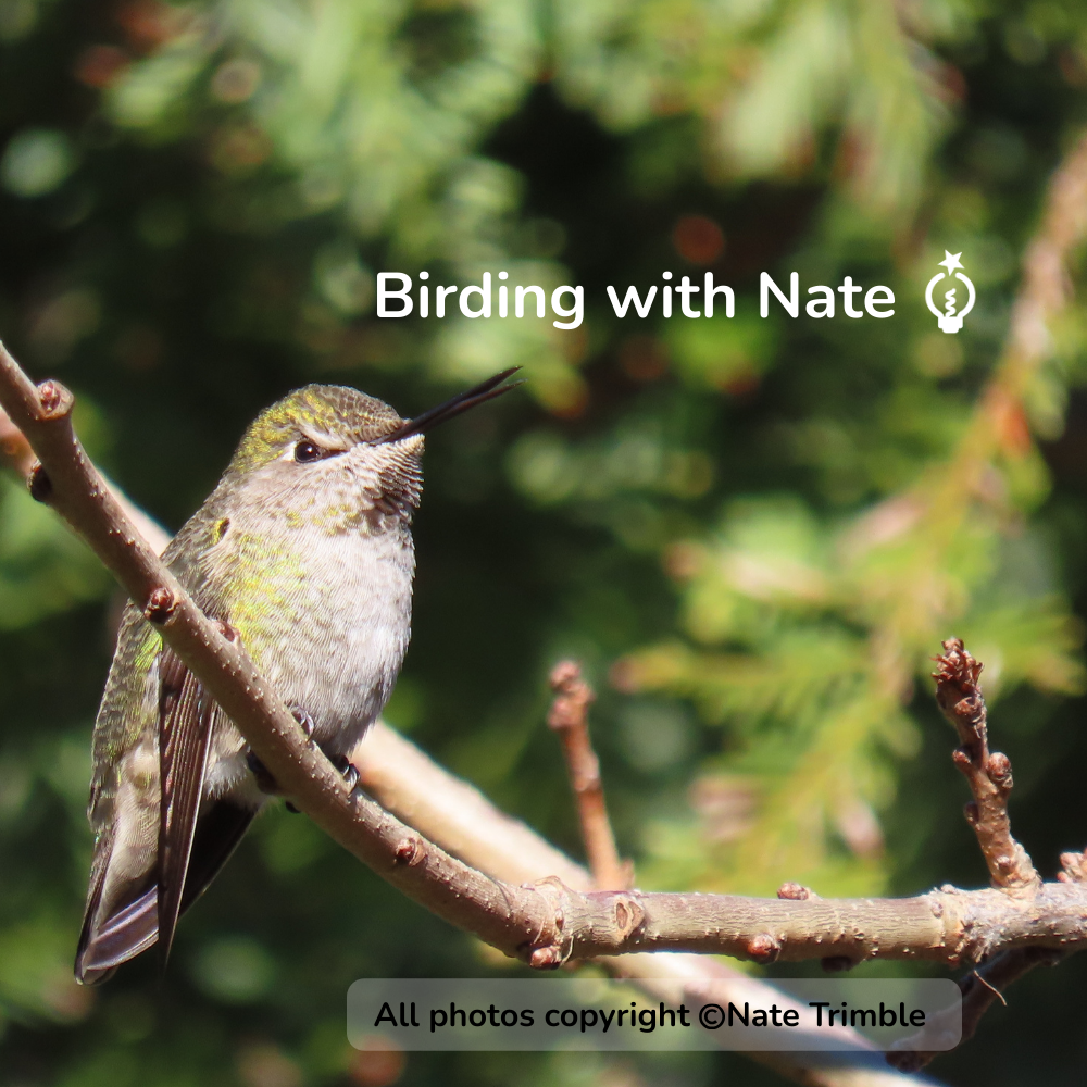 Hummingbird perched on a tree branch, text overlay 