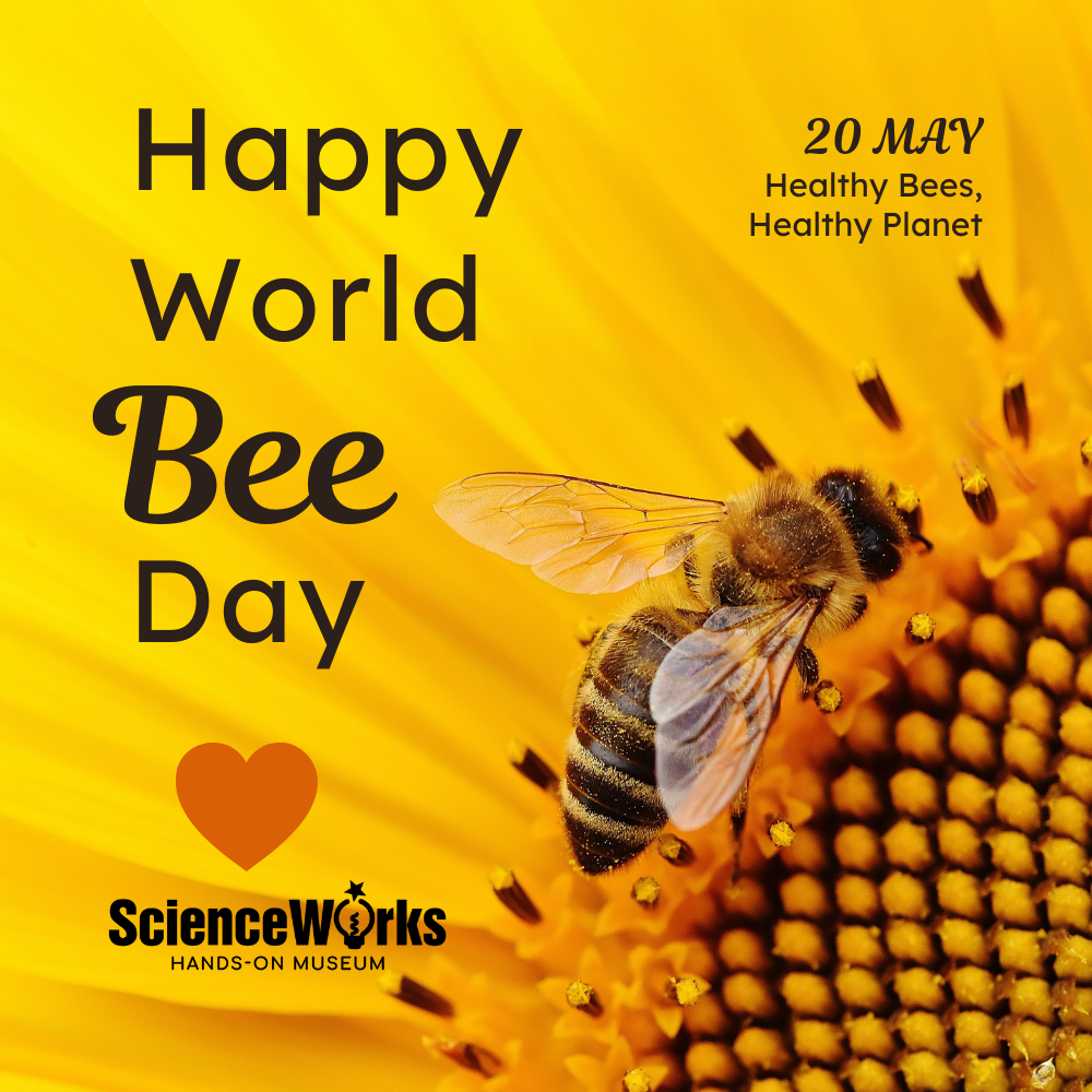 Happy World Bee Day poster with bee on yellow flower and the text “20 May