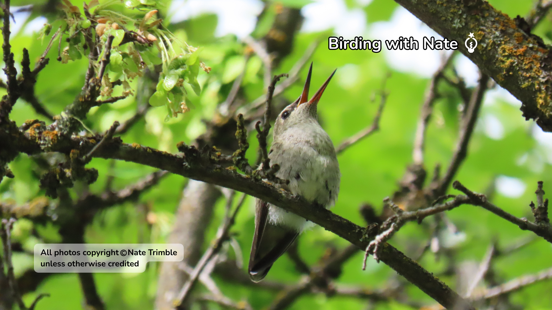 Small hummingbird perched on a branch amid green leaves, with a text label above it.