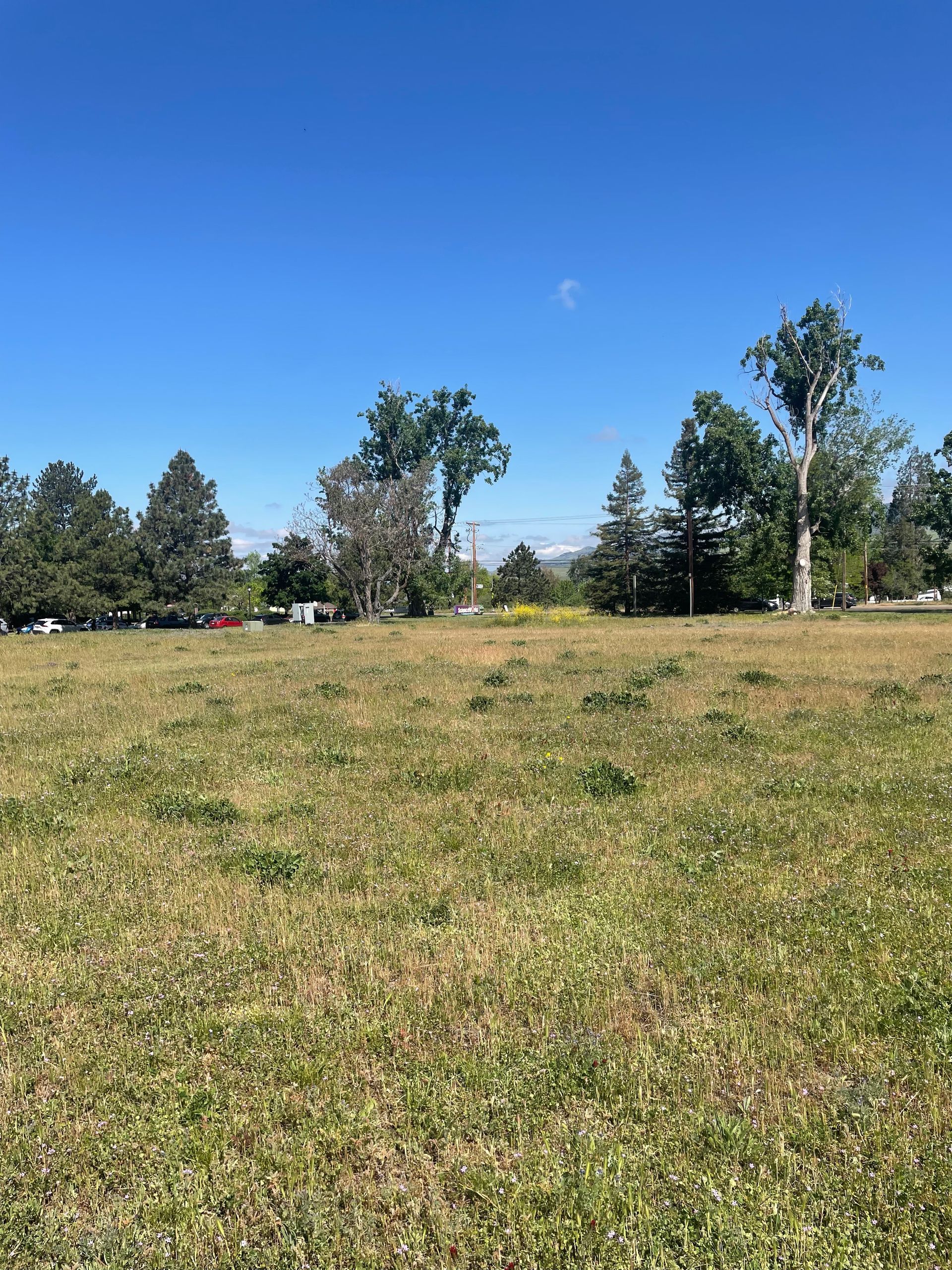 Grassy open field under a clear blue sky with trees along the horizon