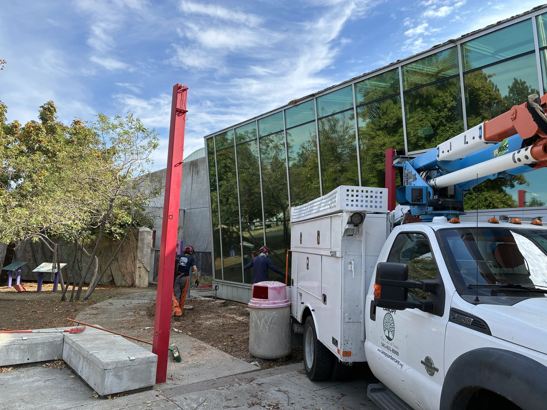 The trees next to the entrance to the museum were flagged by the Fire Department as a fire hazard. One was also leaning against the glass wall and beginning to cause abrasions to the frame. This space will soon be populated by native plant species courtesy of the Xerces Society.