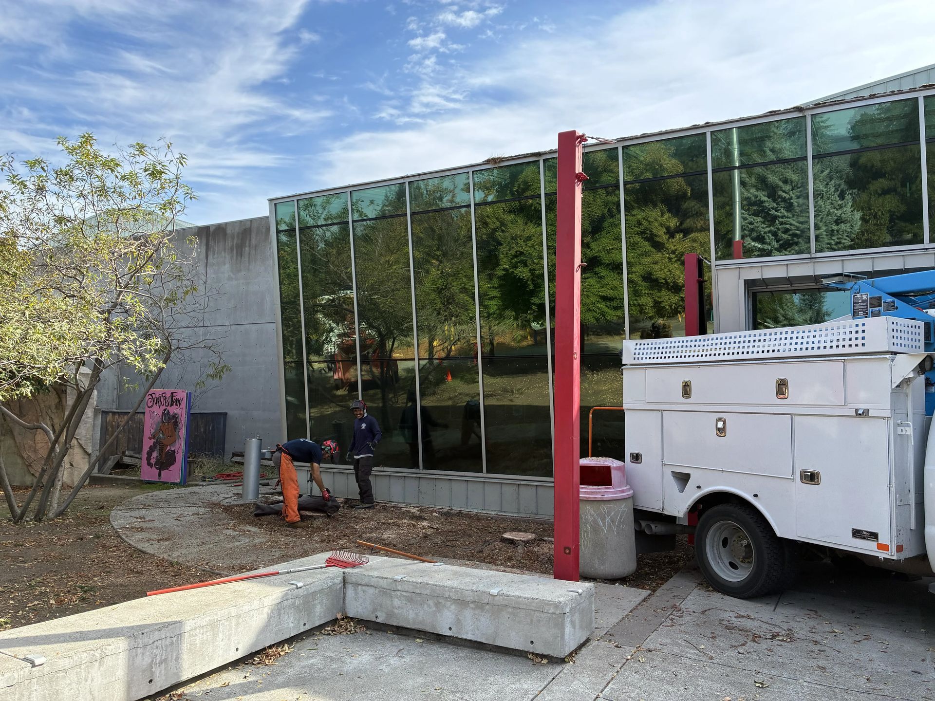 The trees next to the entrance to the museum were flagged by the Fire Department as a fire hazard. One was also leaning against the glass wall and beginning to cause abrasions to the frame. This space will soon be populated by native plant species courtesy of the Xerces Society.