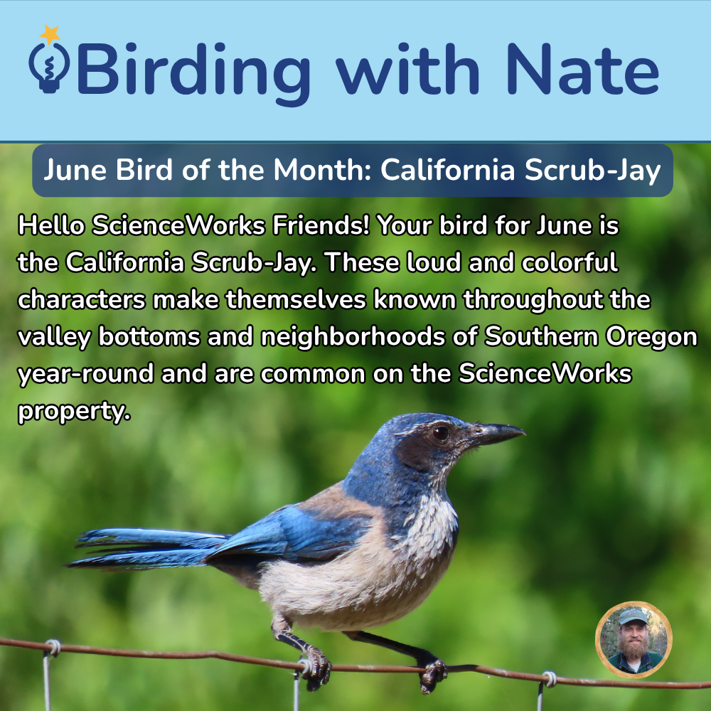 California scrub-jay perched on a wire, with “Birding with Nate” and June Bird of the Month text.