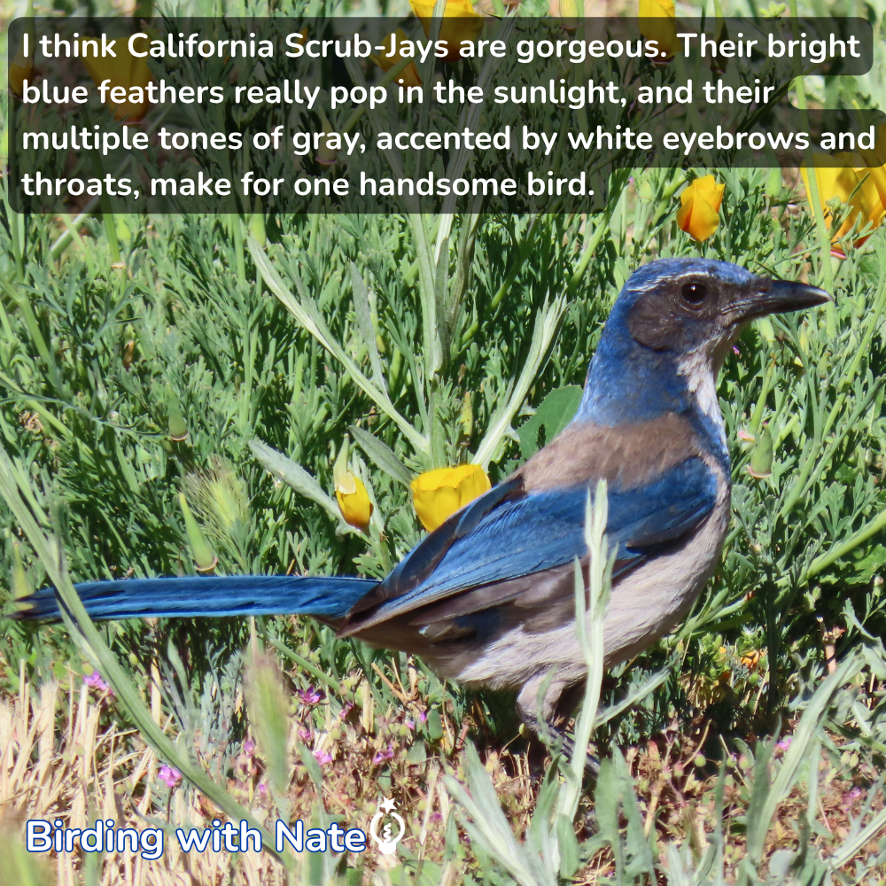 California Scrub-Jay perched in green grass with yellow flowers, showing blue wings, gray body, and white chest.
