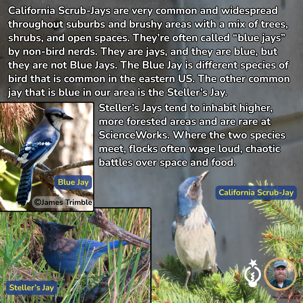 Three birds: California Scrub-jay, Blue jay, and Steller’s jay compared side-by-side, with text labels on each bird.