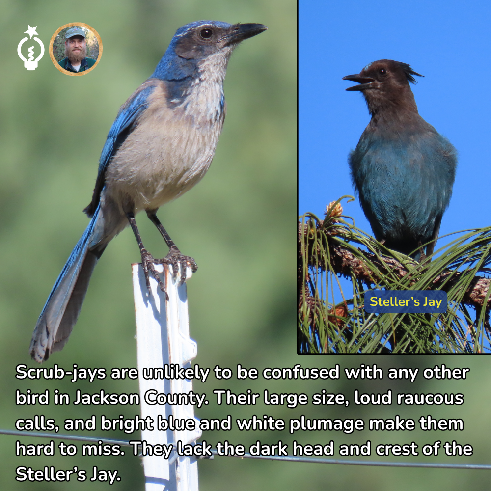 Scrub-jay and Steller's jay compared side-by-side