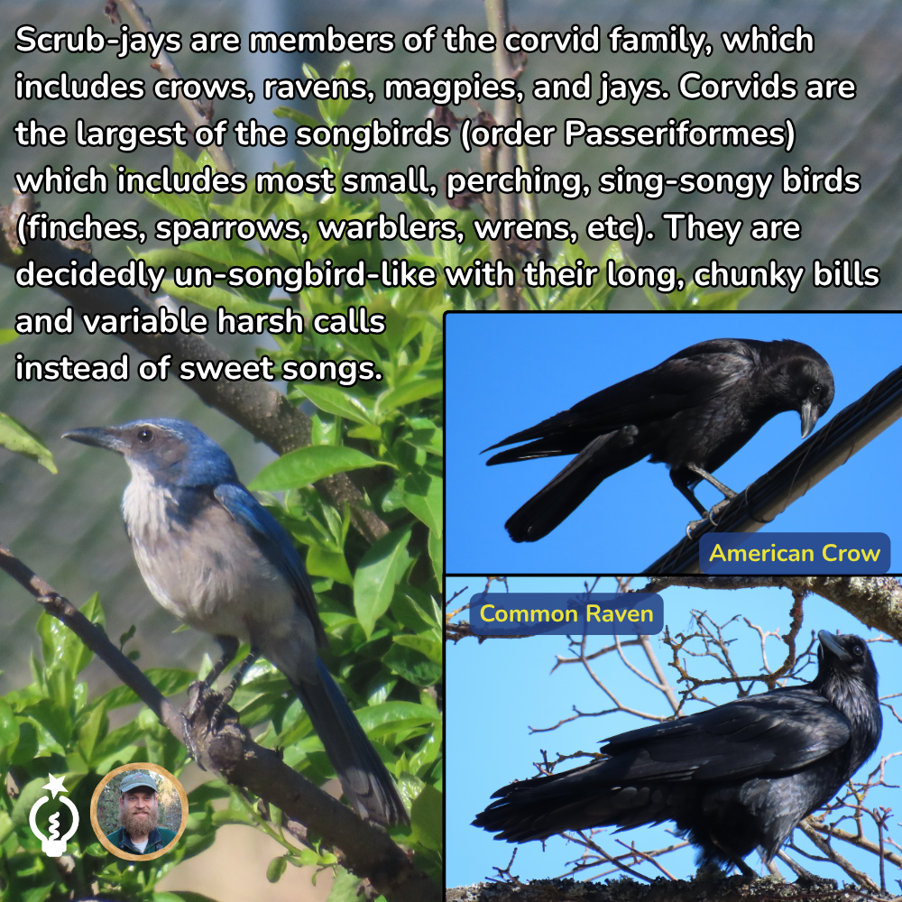 Scrub-jay and two crow species with labels: American Crow and Common Raven, plus explanatory text.