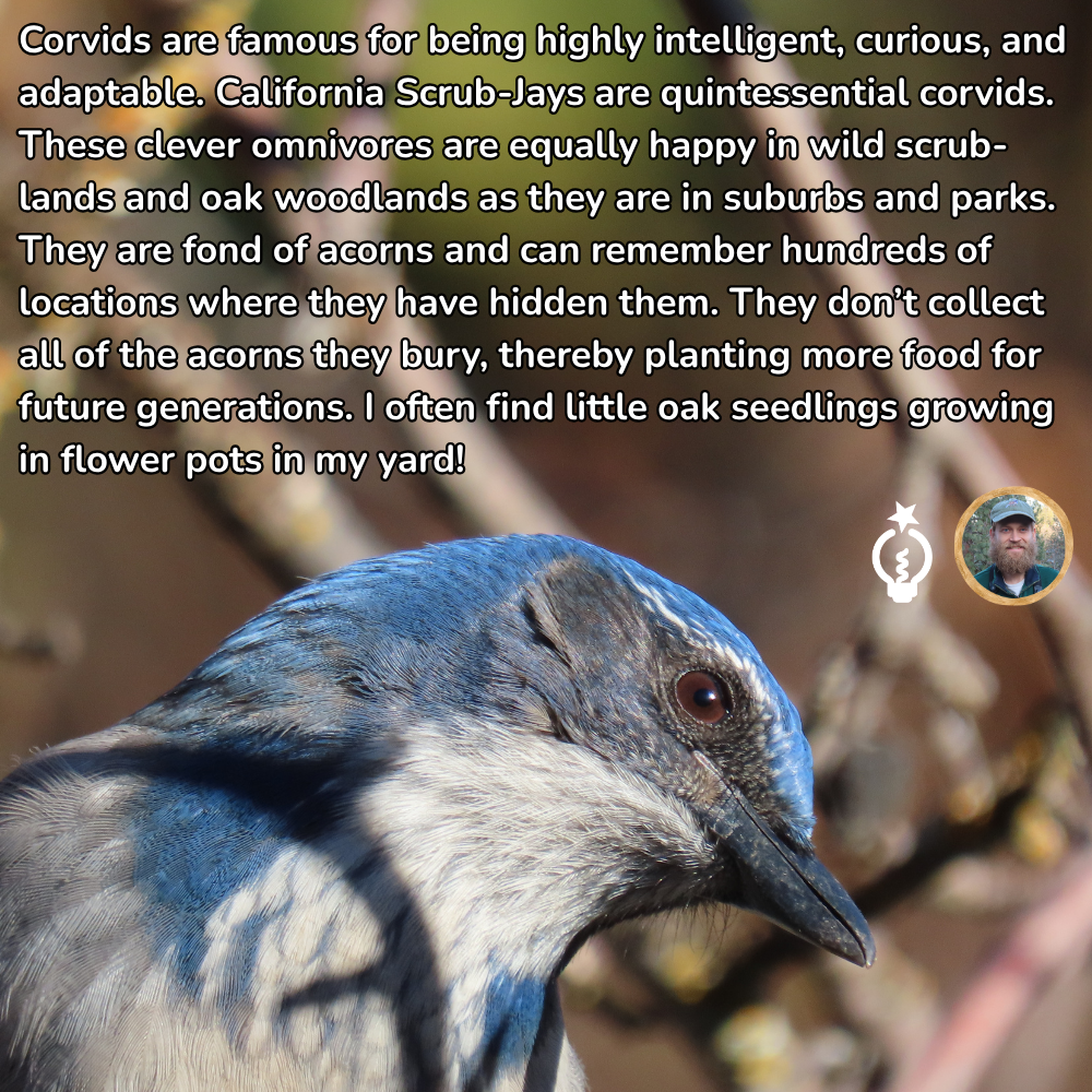 Scrub-jay in close-up with text about burying acorns and planting oak trees