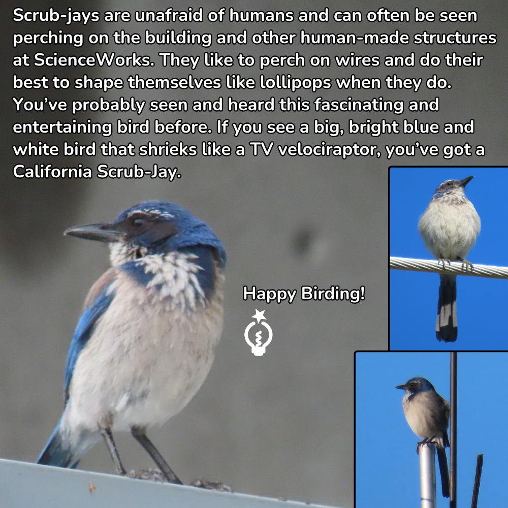 California scrub jay perched on a post, with text about them being common at scienceworks and homes.