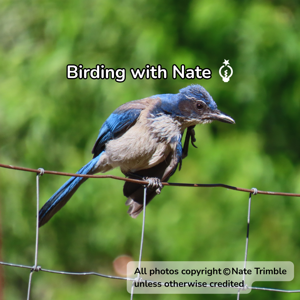 California scrub-jay perched on a wire fence against a blurred green background