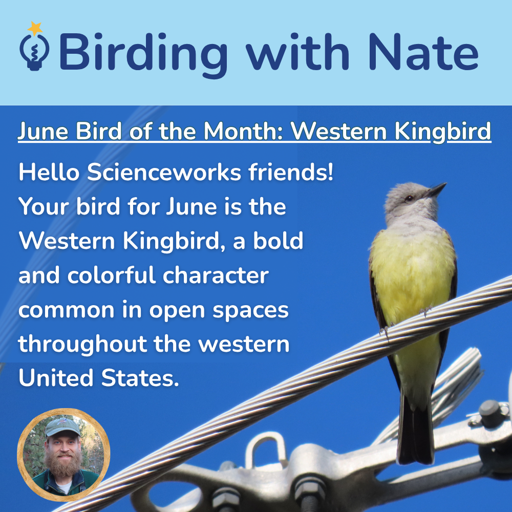 Hello Scienceworks friends!
Your bird for June is the 
Western Kingbird, a bold 
and colorful character 
common in open spaces 
throughout the western 
United States.