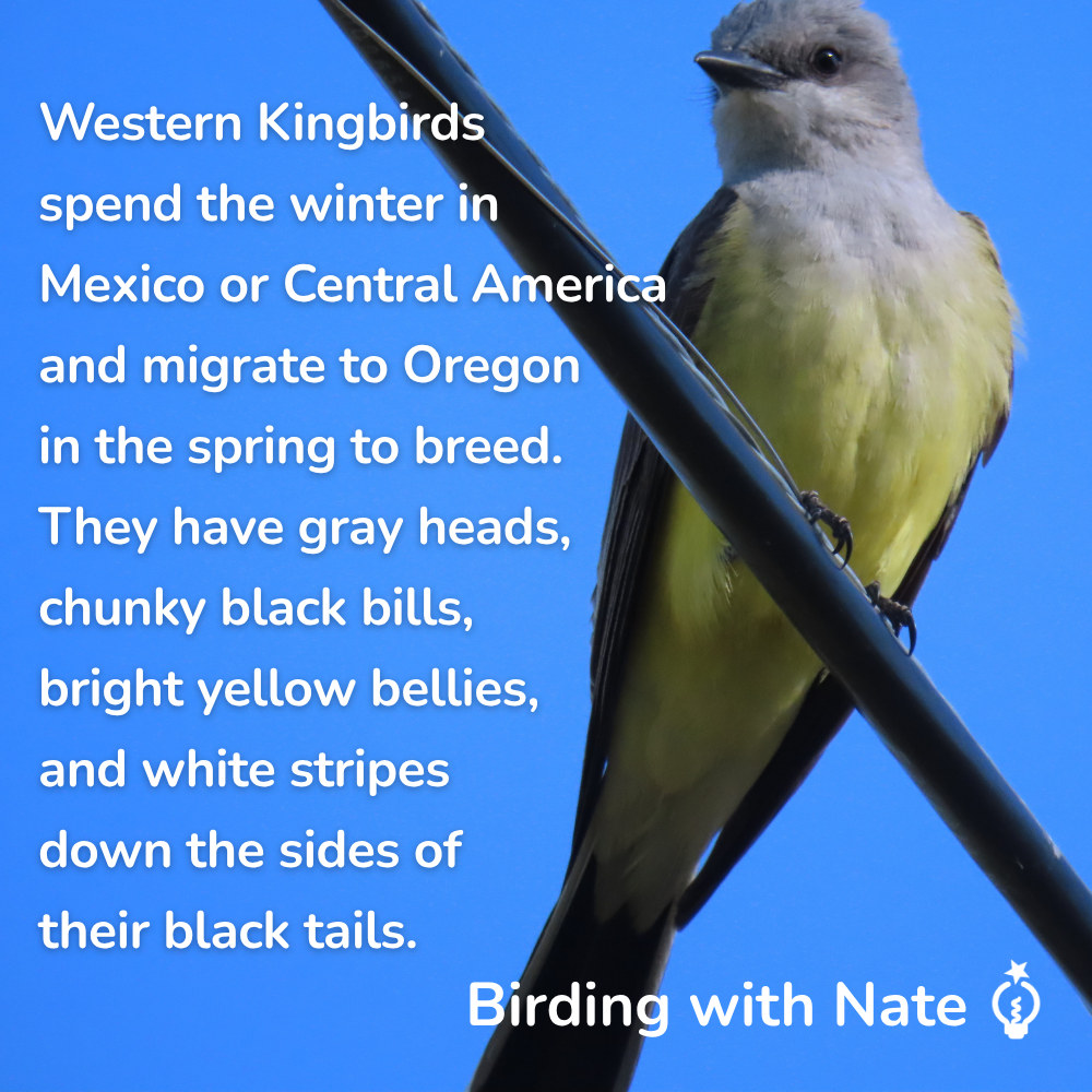 Western Kingbirds 
spend the winter in 
Mexico or Central America
and migrate to Oregon 
in the spring to breed.
They have gray heads,
chunky black bills, 
bright yellow bellies,
and white stripes 
down the sides of
their black tails.
