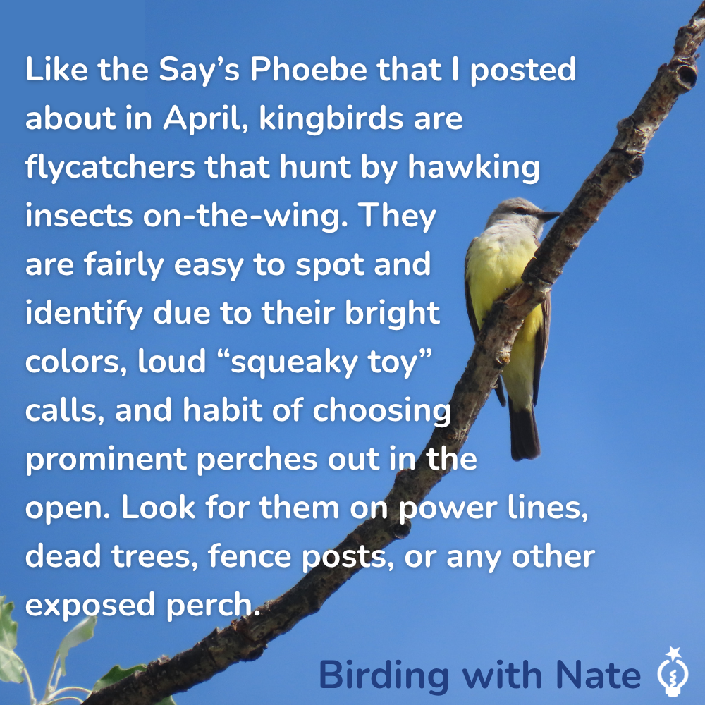 Like the Say’s Phoebe that I posted 
about in April, kingbirds are 
flycatchers that hunt by hawking
insects on-the-wing. They 
are fairly easy to spot and 
identify due to their bright 
colors, loud “squeaky toy” 
calls, and habit of choosing 
prominent perches out in the 
open. Look for them on power lines, dead trees, fence posts, or any other exposed perch.