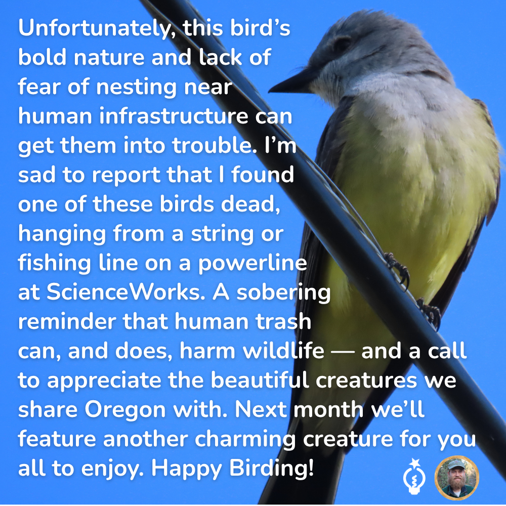 Unfortunately, this bird’s
bold nature and lack of
fear of nesting near
human infrastructure can
get them into trouble. I’m
sad to report that I found
one of these birds dead,
hanging from a string or
fishing line on a powerline
at ScienceWorks. A sobering
reminder that human trash
can, and does, harm wildlife — and a call to appreciate the beautiful creatures we share Oregon with. Next month we’ll feature another charming creature for you all to enjoy. Happy Birding!