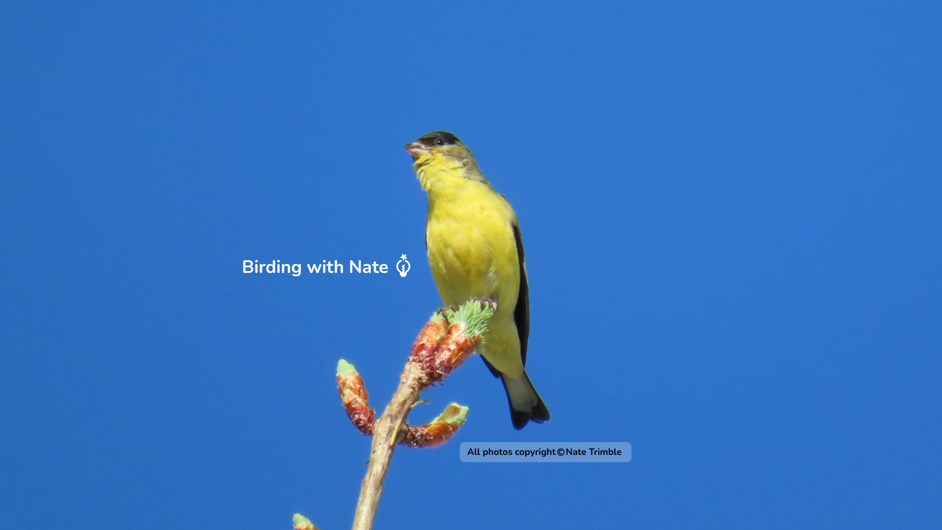 Lesser Goldfinch perched on a flowering branch against a clear blue sky. Text says Birding with Nate