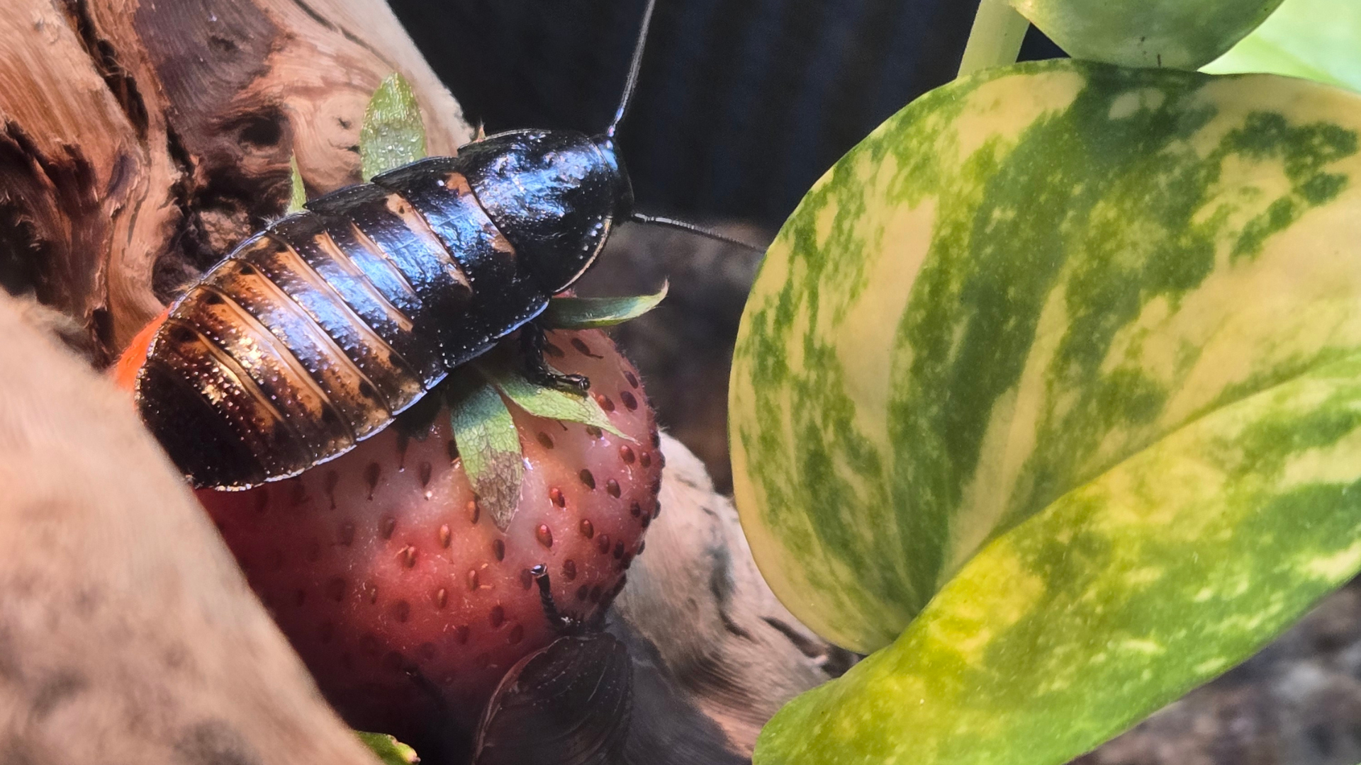 Madagascar hissing cockroach eating a strawberry beside a green variegated leaf