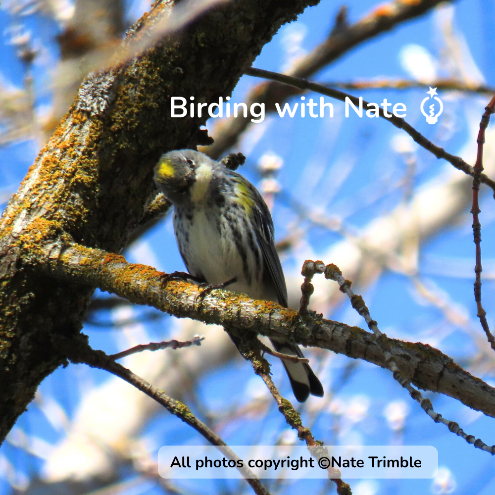A Yellow-rumped Warbler with yellow crown and side patches perched on a lichen-covered branch against a blue sky.