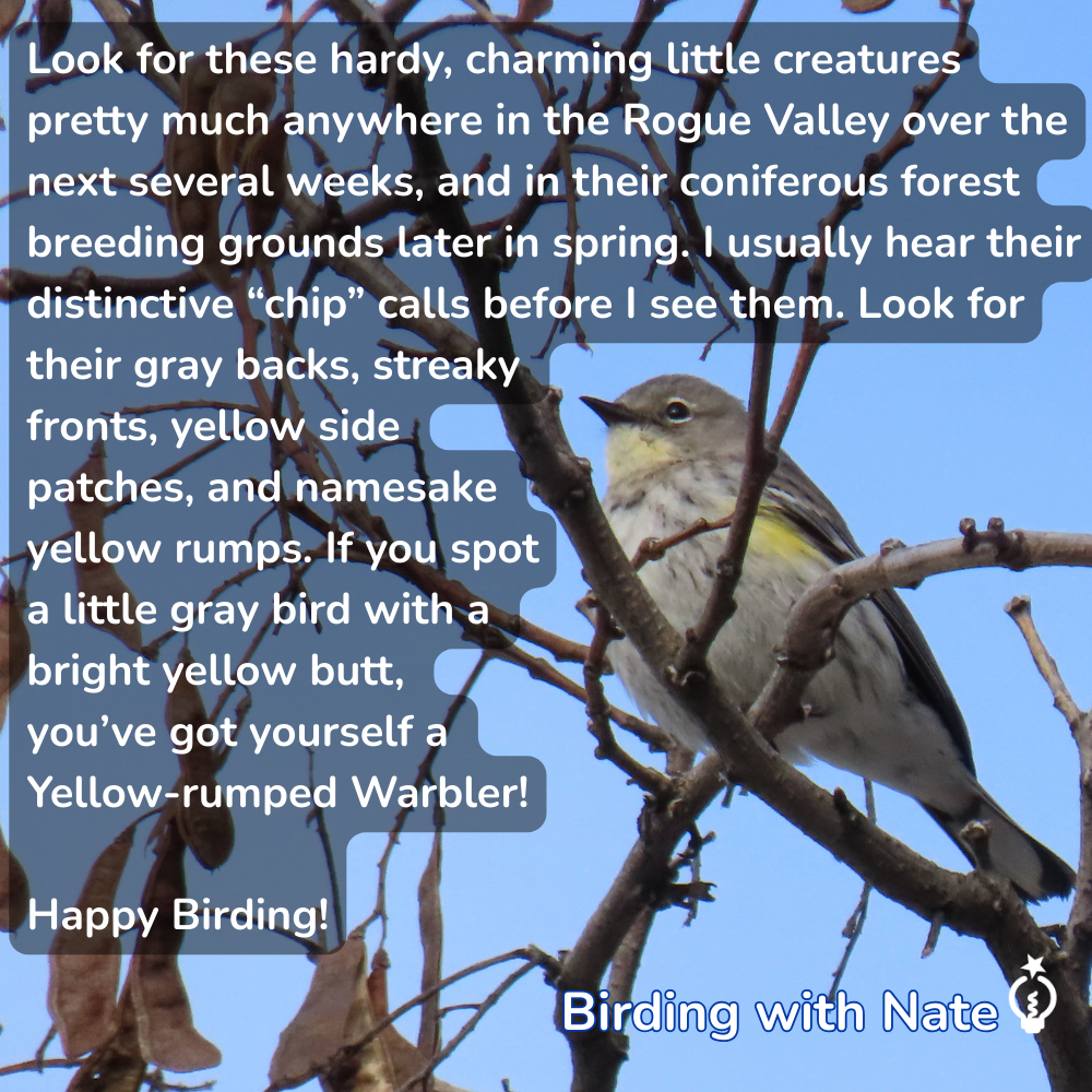 A Yellow-rumped Warbler perched in bare branches, with text overlay providing birding tips for the Rogue Valley.