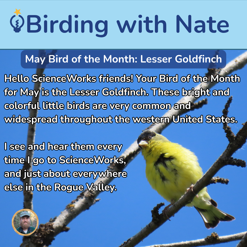 Lesser goldfinch on a branch under “Birding with Nate” May Bird of the Month banner.