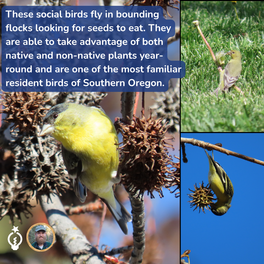 Three photos of lesser goldfinches feeding on dried seed heads in Southern Oregon.