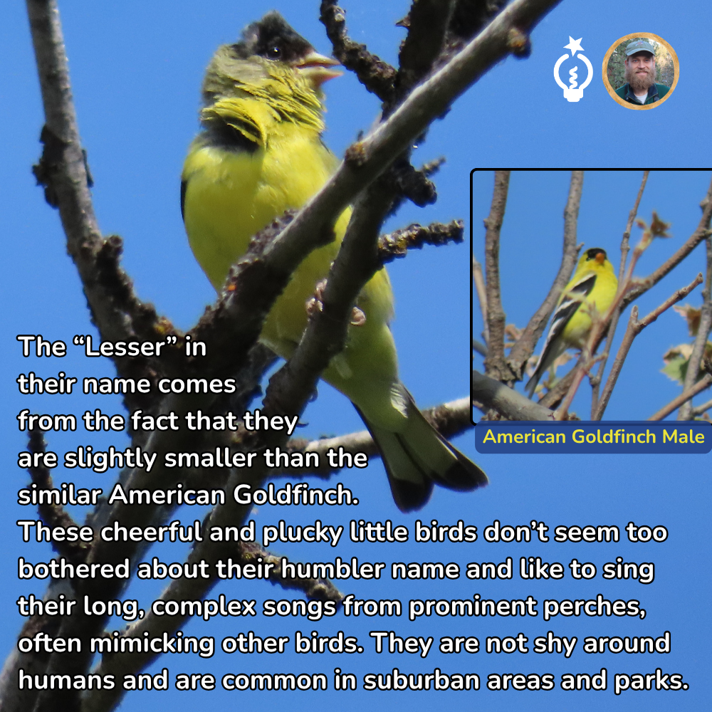 Yellow lesser goldfinch perched on a branch, with inset of American goldfinch and text about its name and song.