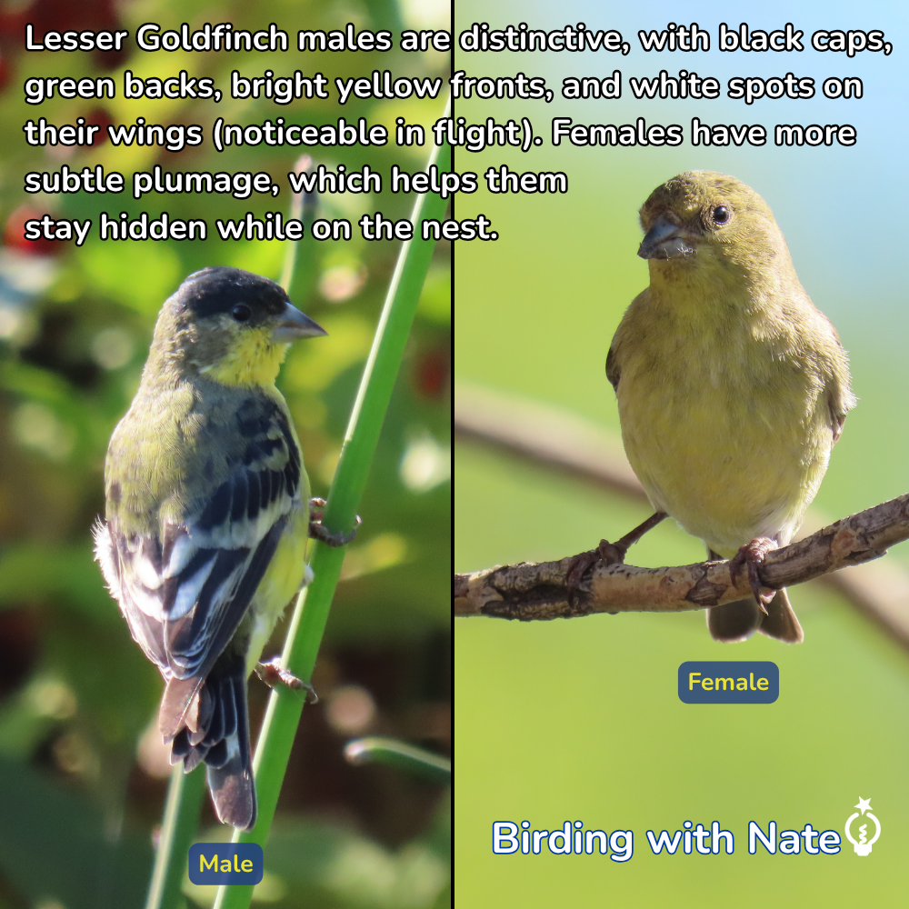 Male and female lesser goldfinches perched on branches, with captions about color differences.