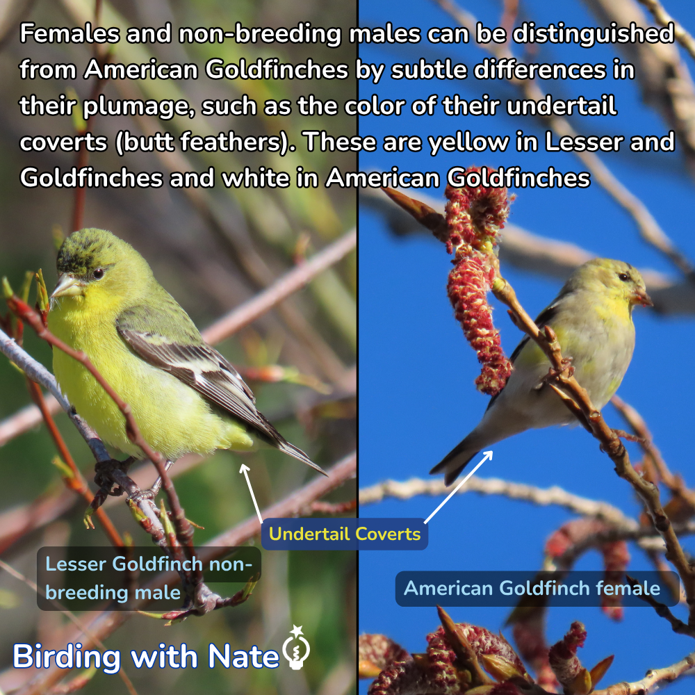 Collage of goldfinches showing undertail coverts, comparing lesser and American goldfinch plumage differences