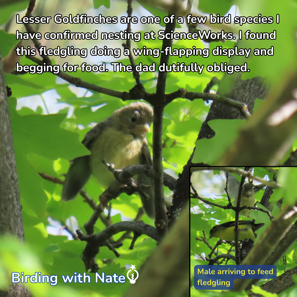 Juvenile lesser goldfinch begging on a branch in green foliage, with an inset showing a male arriving to feed fledgling.