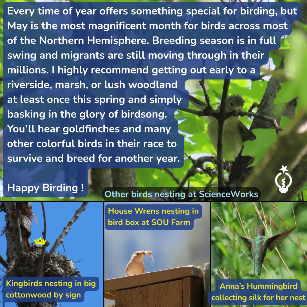 birding post with spring migration text and photos of lesser goldfinch, kingbird, house wren, and Anna's hummingbird