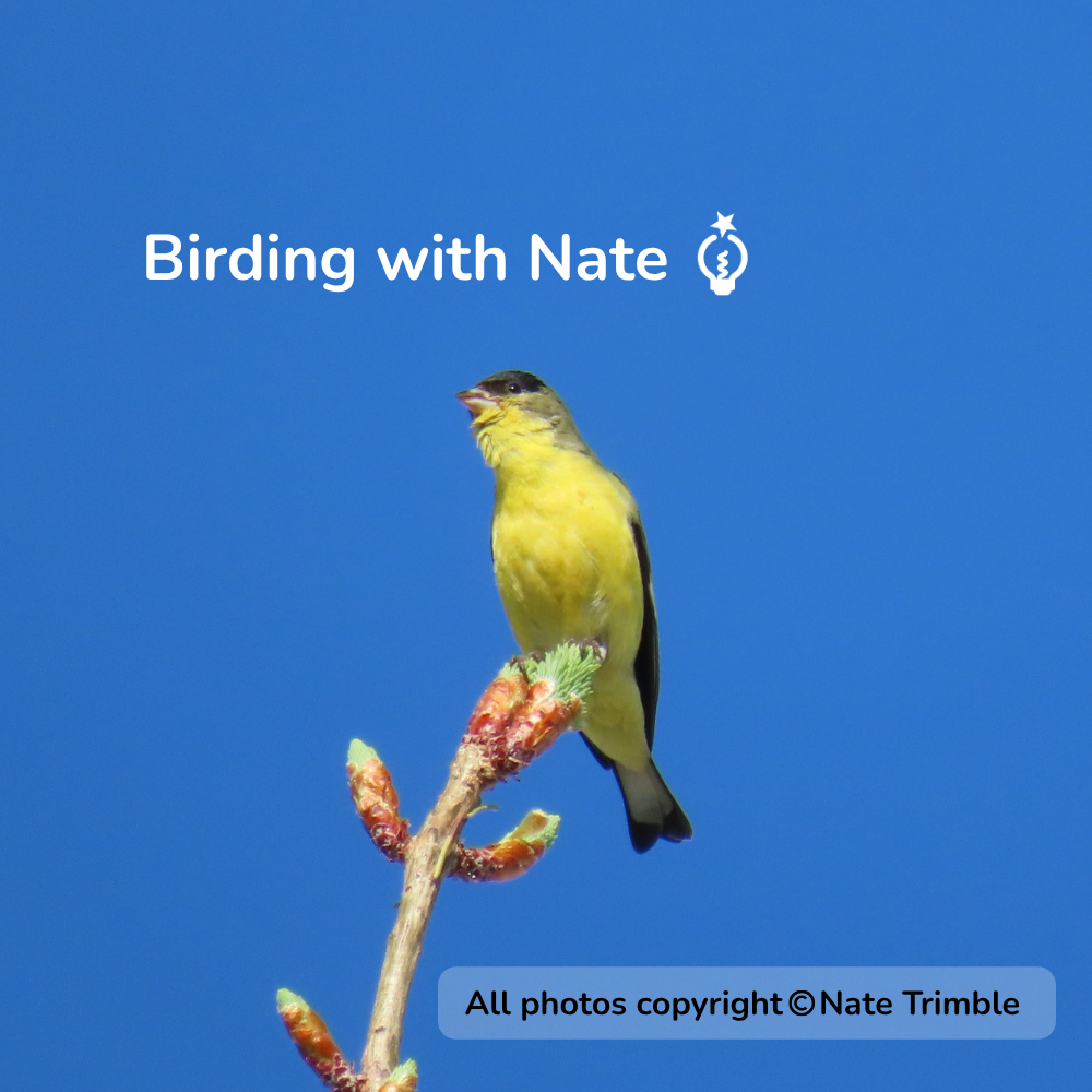 Lesser Goldfinch perched on a flowering branch against a blue sky. Text says Birding with Nate