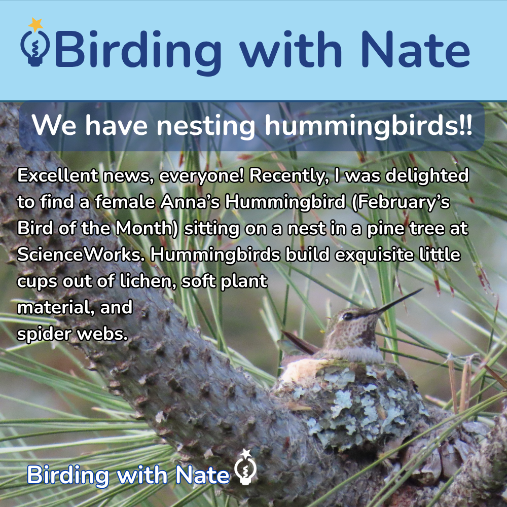 A female Anna's Hummingbird sits in a lichen-covered nest on a pine tree branch, featured in a